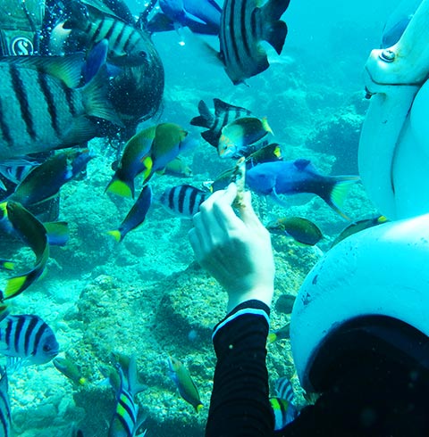 씨워킹+가야섬+사피섬 투어