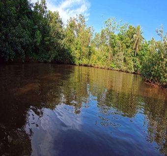 코타키나발루 반딧불투어 완벽 가이드: 맹그로브 숲에서 만나는 자연의 기적