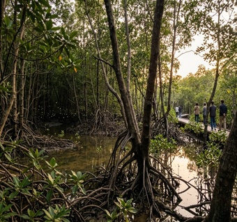 코타키나발루 반딧불 투어 완벽 가이드: 모기 걱정 없이 즐기는 방법