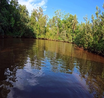 코타키나발루 반딧불투어 완벽 가이드!  맹그로브 석양 투어 예약부터 체험까지