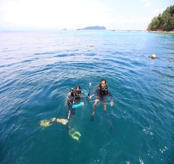 코타키나발루 다이빙 가야섬 vs 사피섬 수중 시야 비교 완전 분석
