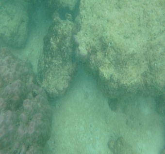 코타키나발루스노쿨링추천 보트 투어 해양 생물 산호초 예약 방법